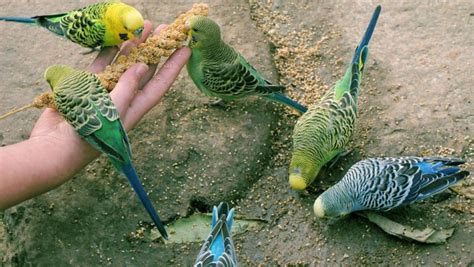 可以養的鳥|新手養鳥指南 挑選及準備要點 – 寵物百科